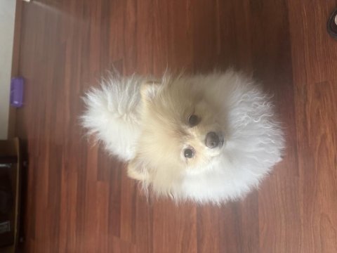 Pomeranian boo 3 aylık
