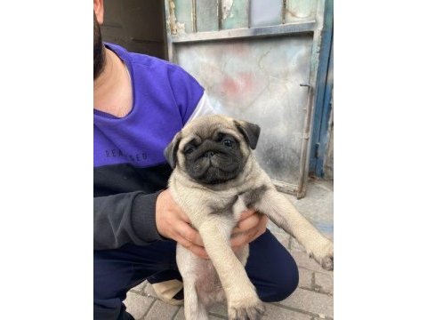 3 aylık yavru pug