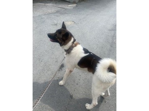 Akita inu erkek
