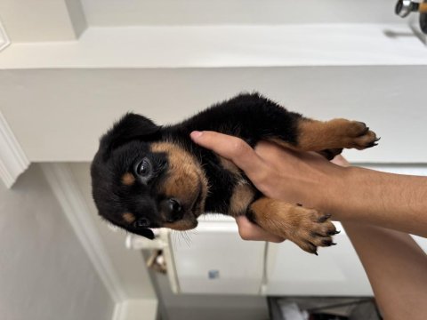 İzmir rottweiler 2 aylık köpekler
