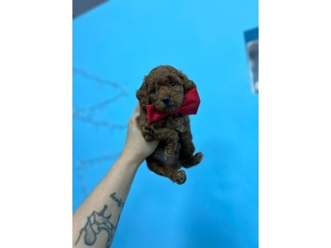 Renk kürk ve ırk garantili toy poodle bebeklerim