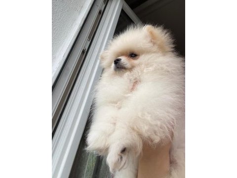 Sağlıklı yavru pomeranian sahiplendiriyorum 3 aylık