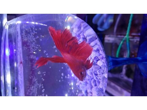 Renk renk betta