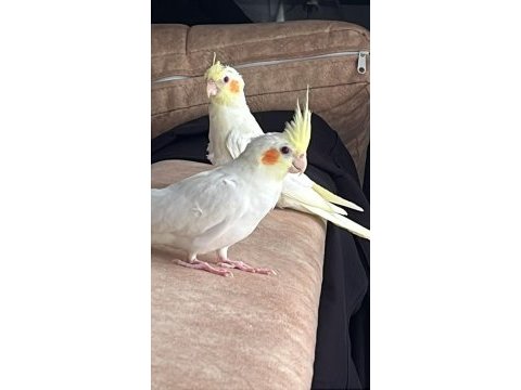 1 buçuk aylık lutino sultan papağanı yavrular