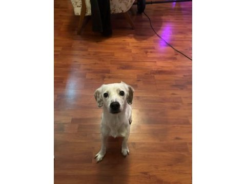 Köpeğimiz dobby yuvasını arıyor