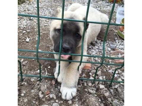 A kalite kangal yavrular detaylı bilgi için arayınız