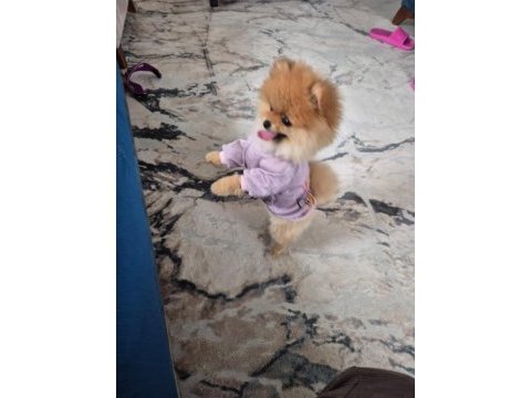 Pomeranian yavrumuz yeni sahibini arıyor