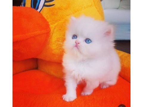 İran kedileri en güzel en safkan en asil en küçük