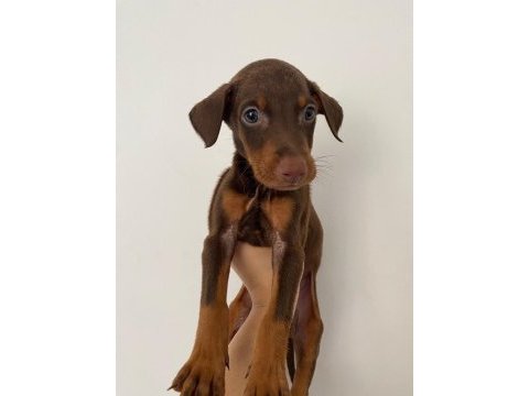 Doberman yavruları
