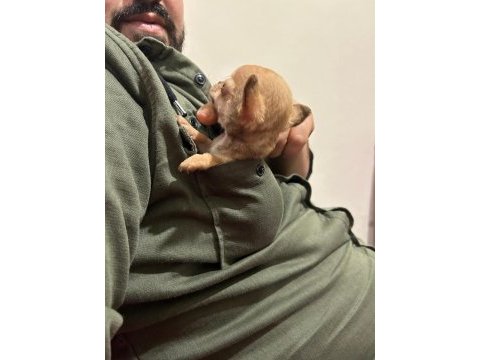 Elma kafa micro teacup dişi chichuahua