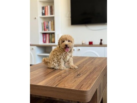 Çok sağlıklı malıtpoo bebekler 