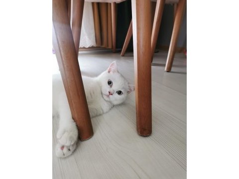 3 buçuk aylık british shorthair