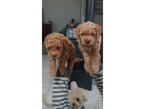 Red brown toy poodle
