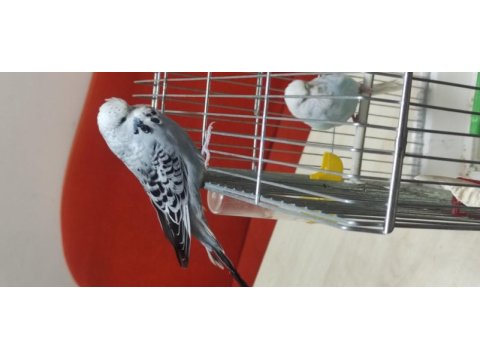 9 aylık erkek ve 7 aylik muhabbet kuşu dişimiz