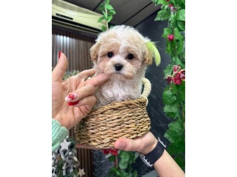 Süslü maltipoo bebek