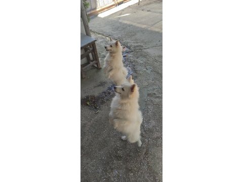 7 ekim doğumlu pomerian spitzi yavrular
