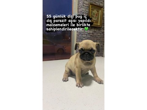 Pug yavrum gül kuyruk kuyruk
