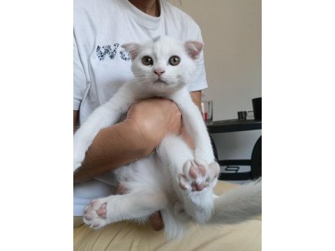 Beyaz scottish fold