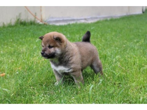 Shiba inu ırk