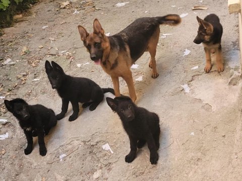 Full black & black tan showline alman kurdu puppy