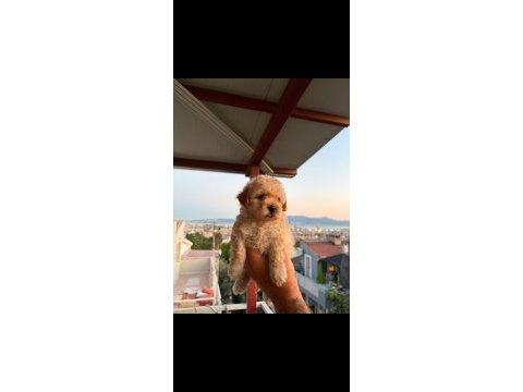 Sağlık ve ırk garantili maltipoo yavrular