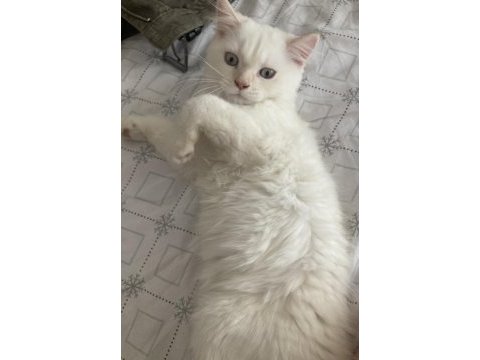 Mavi gözlü yakışıklı oğlum yeni sahibini arıyor chinchilla