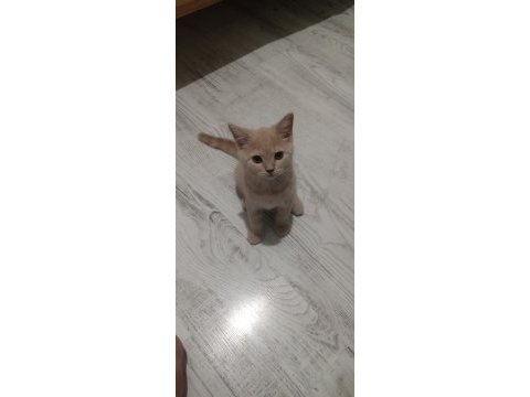 6 aylık aşıları tam erkek british shorthair