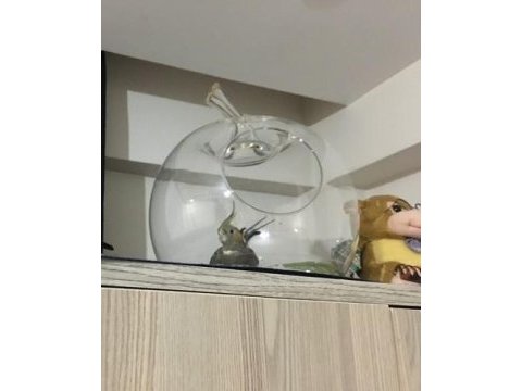 Çiftleşmeye hazır evcil dişi sultan papağanı