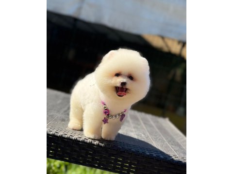 Sağlık ve ırk garantili pomeranian
