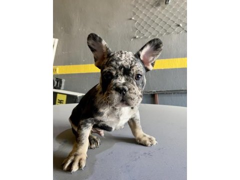 Üst kalite egzotik french bulldog yavrular