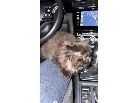 Exotic shorthair ankara