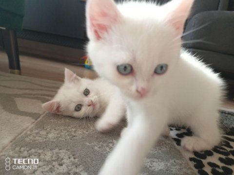 Herkesime her bütçeye uygun miyav serisi