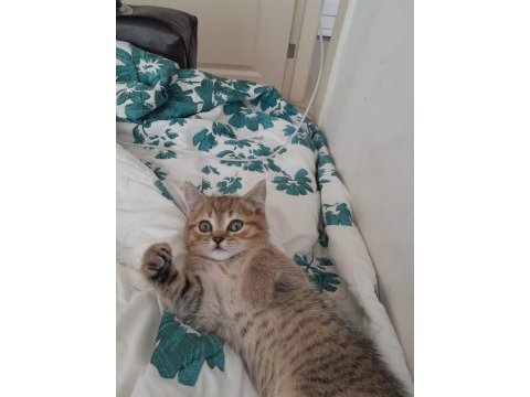 British shorthair 2 aylık erkek yavru