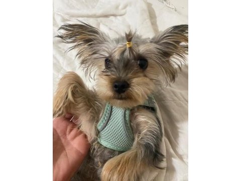 Sevimli ve bal yorkshire terrier oğlumuza yuva arıyoruz