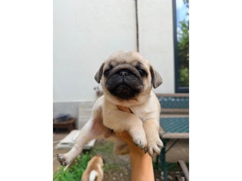Adana safkan pug sahibini arıyor son 3 yavru