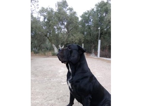 90 günlük cane corso yavrular