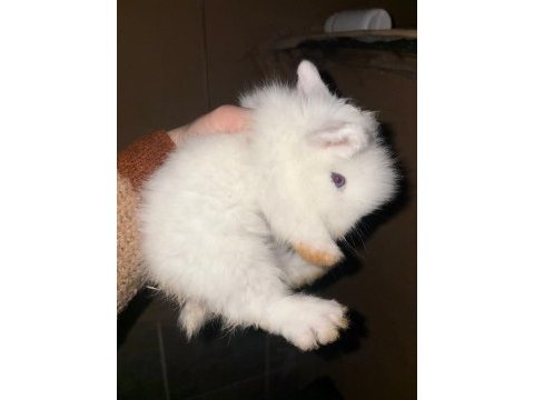 1 aylık hollanda lop tavşanı