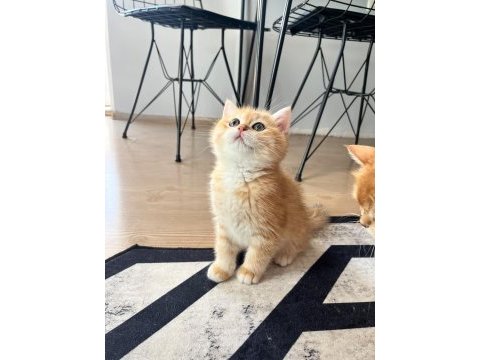 Safkan british shorthair golden ny12 erkek yavru