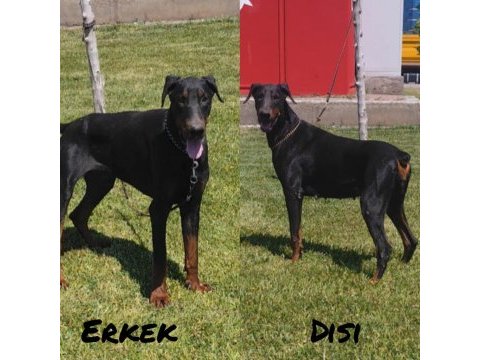 15 aylık eşli europan doberman