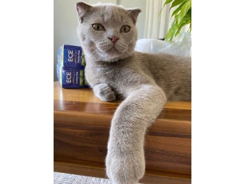Evcil scottish fold tuvalete alışık