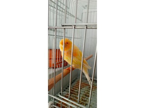 Kanarya her türde