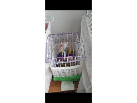 Muhabbet kuşu kafesi ile birlikte