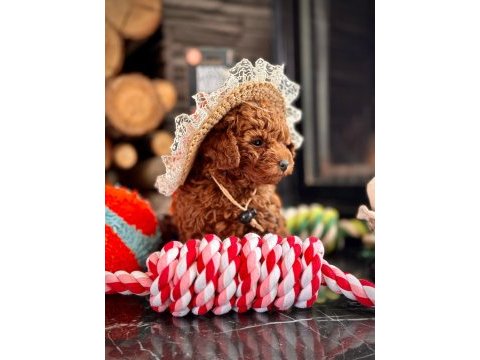 Baby face red brown toy poodle yavruları
