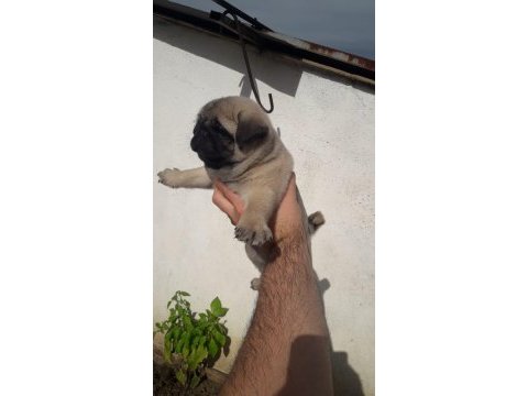 Üst düzey pug yavrularım mevcut iyisini beslemek isteyene