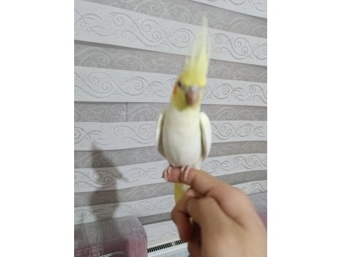 Sultan papağanı yavru 2 aylık