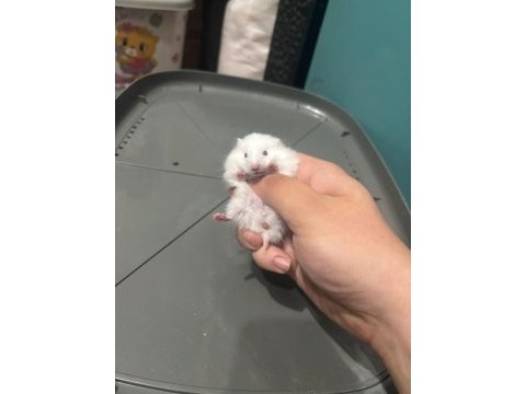 Uzun tüylü suriye hamsterları yeni sahiplerini bekliyor