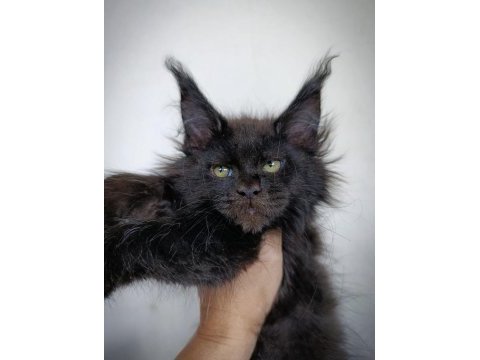 Harika sağlıklı maine coon dişi yavru