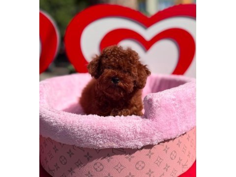 Orjinal toy poodle yavrularımız 