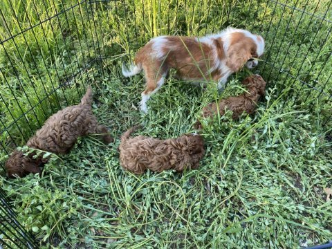 Cavapoo bebekler