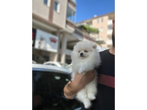 Pomeranian boo yavruları
